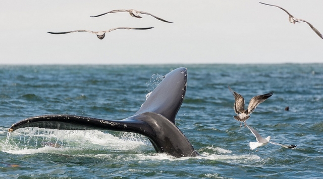 visitas guiadas de avistamiento de cetáceos